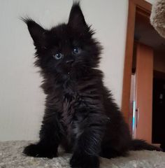 a small black kitten sitting on top of a carpet