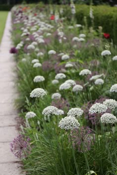 white flowers are growing in the middle of a garden