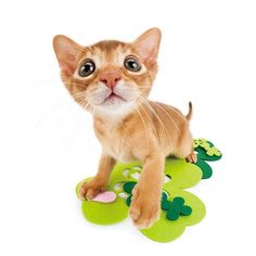 an orange kitten sitting on top of green shamrocks and looking up at the camera