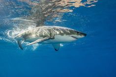 a great white shark swimming in the ocean