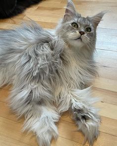 a fluffy gray cat laying on top of a hard wood floor