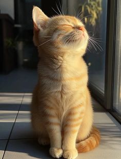 an orange and white cat sitting on the floor looking up