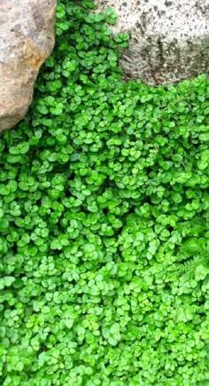 small green plants growing between two large rocks