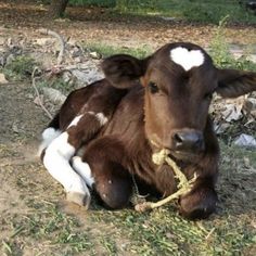 a brown and white cow laying down on the ground with a rope in its mouth