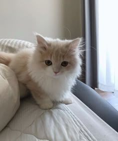 a fluffy white cat sitting on top of a bed next to a window in a room