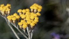 some yellow flowers that are growing out of the ground