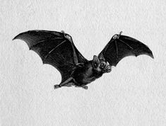 a black and white photo of a bat flying