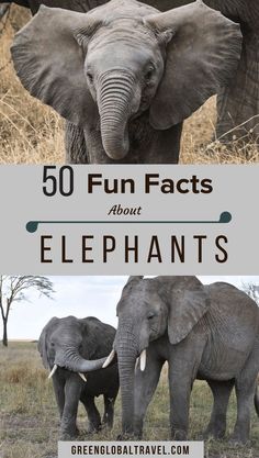 an elephant with the words 50 fun fact about elephants on it's front and back