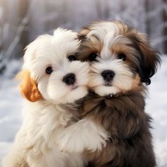 two puppies cuddling together in the snow, one is brown and white with black ears