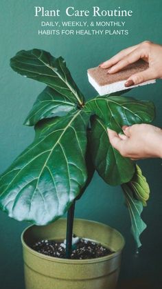 a person cleaning a potted plant with a sponge on it's head and the words plant care routine daily weekly