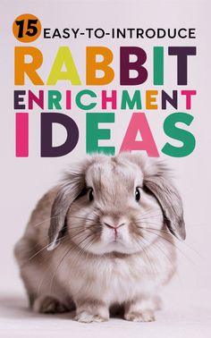 a rabbit with the title 15 easy - to - introduce rabbit enrichment ideas