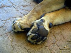 a close up of a dog's paw with it's claws spread out