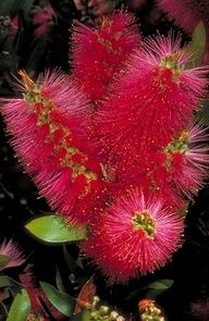 some red flowers with green leaves on the top and one pink flower in the middle