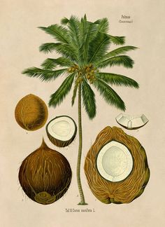 an illustration of coconuts and a palm tree