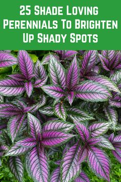 purple and white leaves with the words 25 shade loving perennials to brighten up shady spots