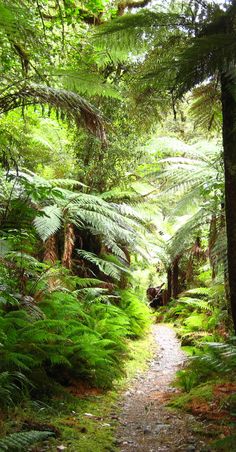 a dirt path surrounded by trees and ferns