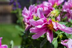 pink flowers are blooming in the garden