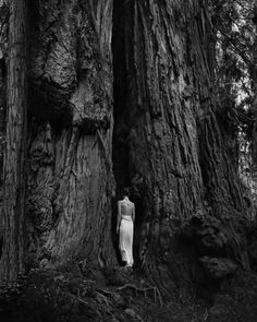 a woman standing in the middle of a forest next to a large tree with its trunk sticking out