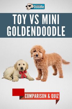 two small dogs sitting next to each other on top of a white background with the title toy vs mini goldendoodle comparison and quiz