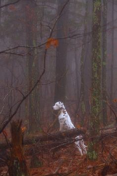 a dalmatian dog running through the woods on a foggy day in autumn