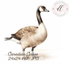 the canadian goose is standing in front of a white background