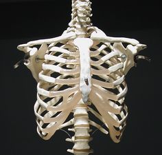 a skeleton is shown with the ribs exposed and attached to it's back end