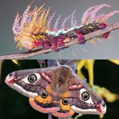 a moth on a branch with other insects in the back ground and behind it is an image of a caterpillar