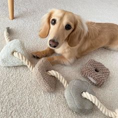 a brown dog laying on the floor with toys in it's mouth and looking at the camera