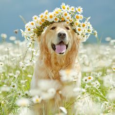 a golden retriever with daisies on his head and the words happy day to you