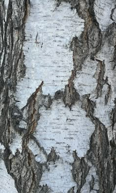 the bark of a tree is white and brown