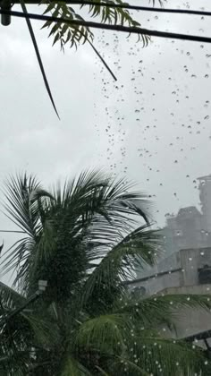 rain is falling on the roof of a building and palm trees are seen in the foreground