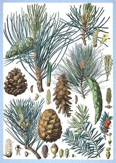 an image of different types of pine cones and needles on a white background with blue border