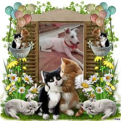 there are many cats and dogs together in this picture frame with flowers on the ground