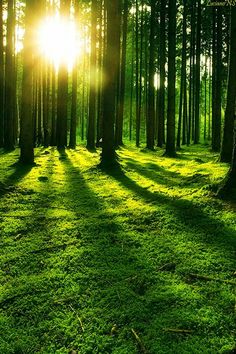 the sun is shining through the trees in the green grass covered forest with long shadows