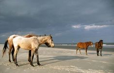 three horses are standing on the beach in front of dark clouds