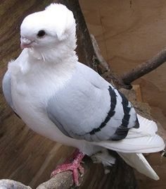 a white and gray bird sitting on top of a tree branch next to a wall