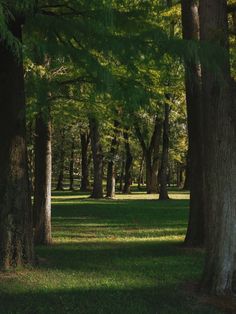 an image of a park setting with trees and grass