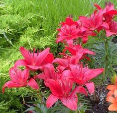 red flowers are growing in the grass near green plants