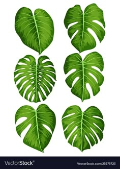 four green tropical leaves on a white background stock photo edit and high quality for all your needs