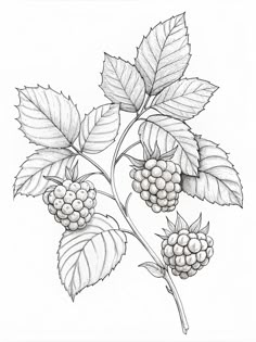 a drawing of berries on a branch with leaves