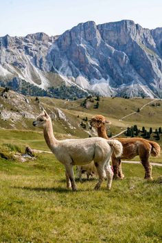 three llamas are standing in the grass with mountains in the backgroud