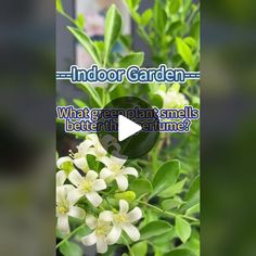 an outdoor garden with white flowers and green leaves in the foreground text reads, what great plants smells sometimes?