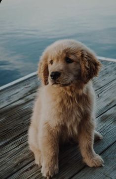 a brown dog sitting on top of a wooden dock