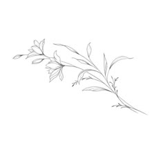 a black and white drawing of some leaves