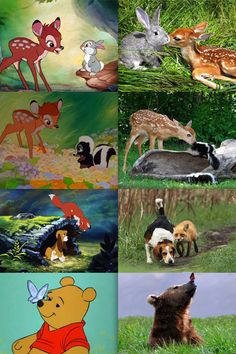 many different pictures of animals and birds