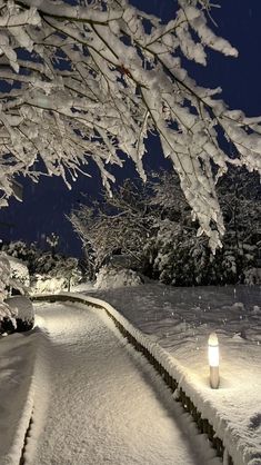 a snowy path with lights in the middle and trees on either side at night time