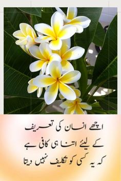 two pictures with different flowers and words in english, arabic and persian writing on them