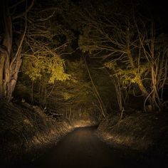 an empty road in the woods at night with light coming from trees on both sides