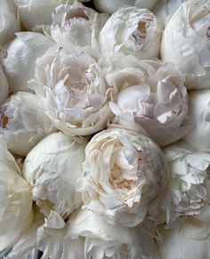 a bunch of white flowers sitting in a vase