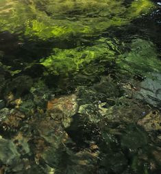 the water is full of green algae and rocks, with sunlight shining on it's surface